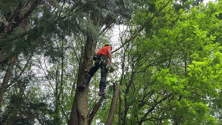 Why Choose Our Tree Removal Services in Bainbridge Island, WA?